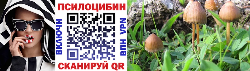 Псилоцибиновые грибы прущие грибы Чернушка